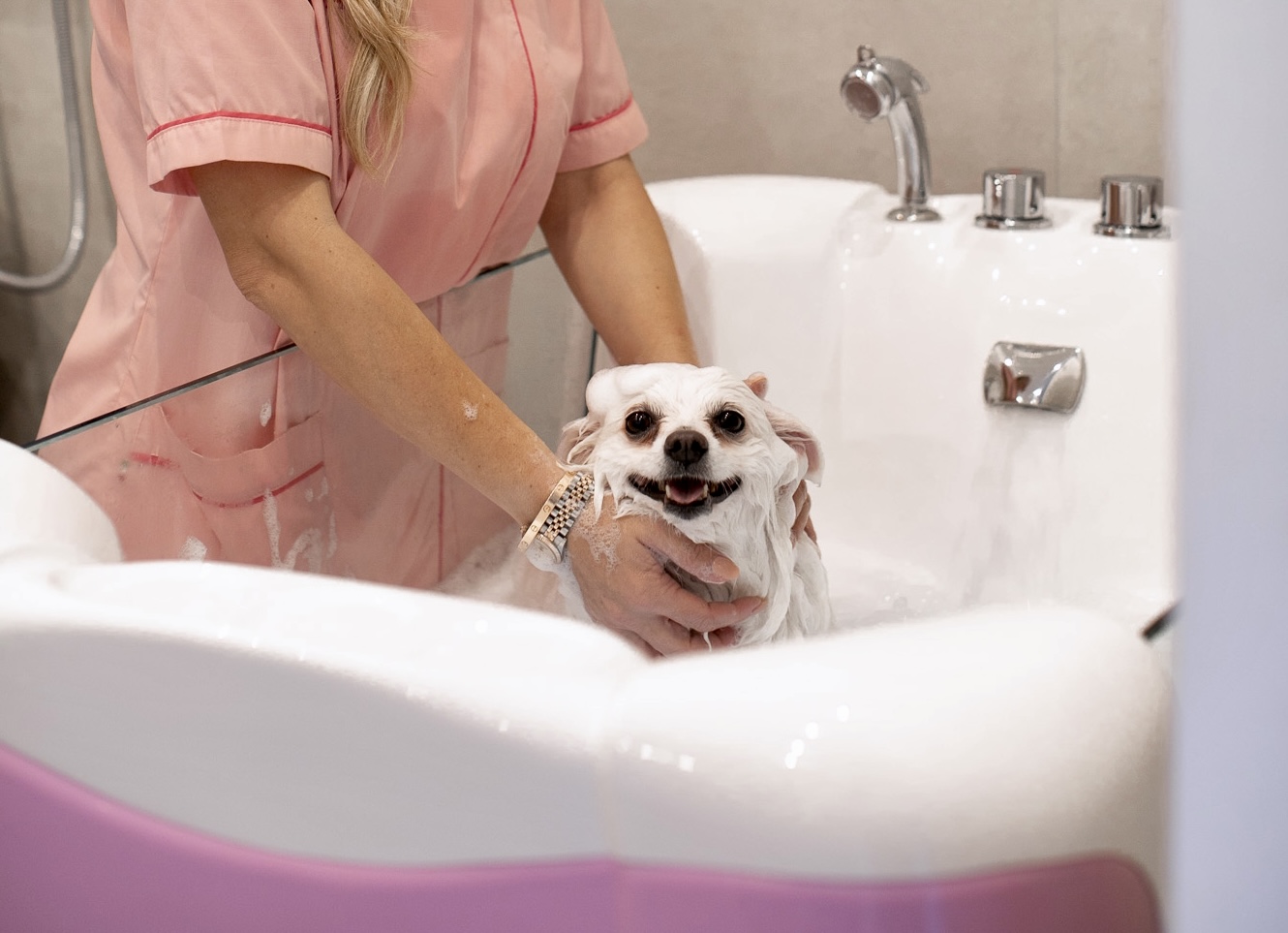 Come si svolge una toelettatura per cani: fasi, durata e trattamenti Toelettatrice lava un cane di piccola taglia nella vasca professionale con acqua e schiuma