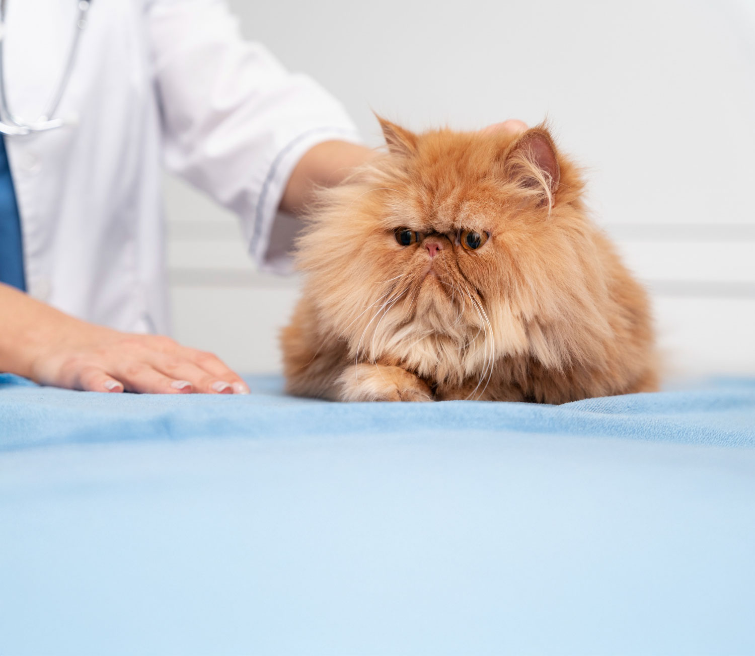 Come scegliere un toelettatore a Milano senza sbagliare Un professionista esamina con delicatezza un gatto persiano prima del trattamento di toelettatura