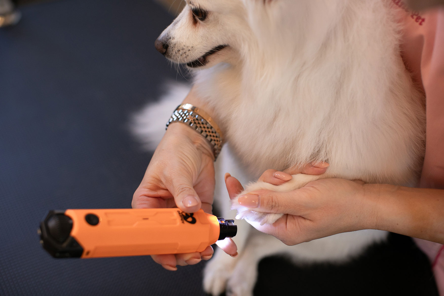 Come si svolge una toelettatura per cani: fasi, durata e trattamenti Toelettatrice accorcia con attenzione le unghie di un cane con strumento professionale